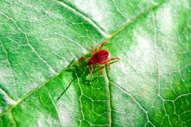 istock A dangerous parasite and infection carrier mite 973762094