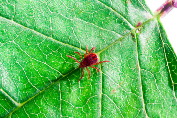 istock A dangerous parasite and infection carrier mite 973762182