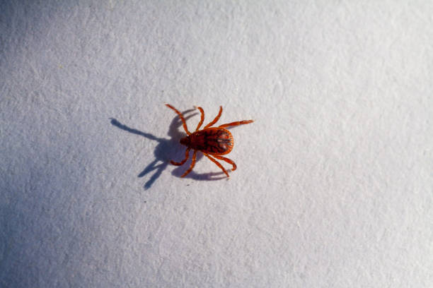 istock A dangerous parasite and infection carrier mite 973762308