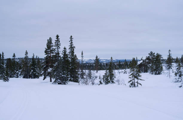 istock Norway: View over the wintry landscape in Norefjell 973762478