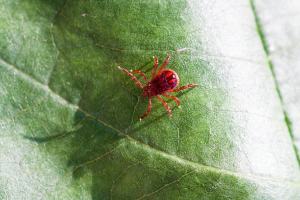istock A dangerous parasite and infection carrier mite 973762506