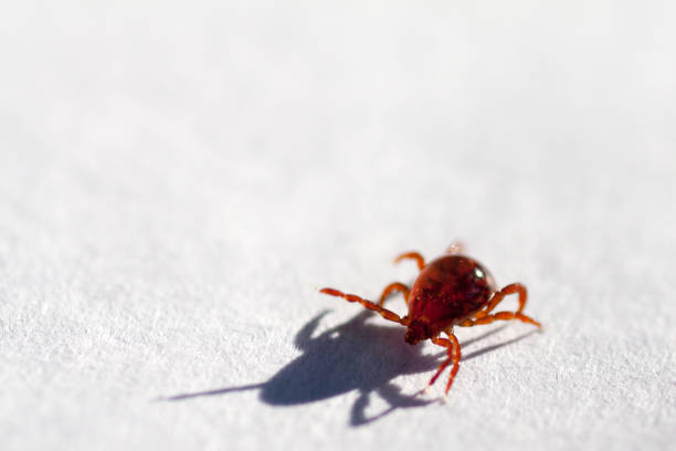 istock A dangerous parasite and infection carrier mite 973764098