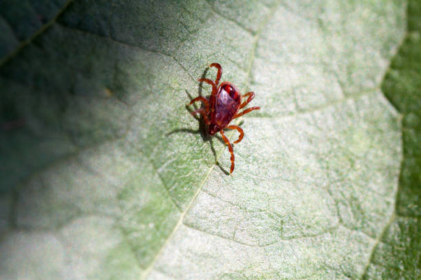 istock A dangerous parasite and infection carrier mite 973764136