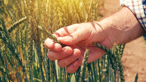 istock Farmer agronomist touching cultivated green spelt wheat 973767048