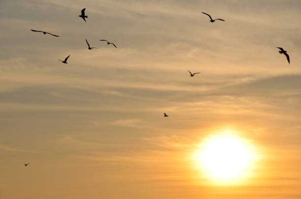 istock Shapes of flying gulls 973767416