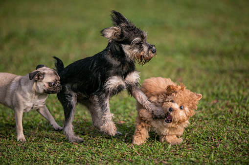 toy poodle playing in the filed with terrier and french bull dog
