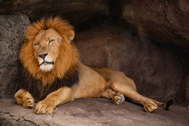 istock male lion resting in his cave 973770794