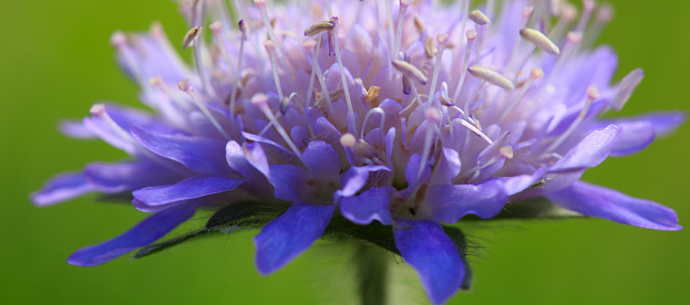 Macro shot of a blue cornflower isolated on green background.