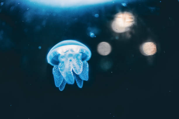 해파리는 물에 - jellyfish moon jellyfish underwater wildlife 뉴스 사진 이미지