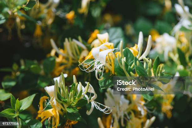 Lonicera Japonica Thunb Or Japanese Honeysuckle Yellow And White Flower In Garden Stock Photo - Download Image Now