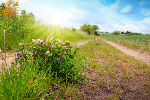 istock Pink clover flowers and sunset 973772036