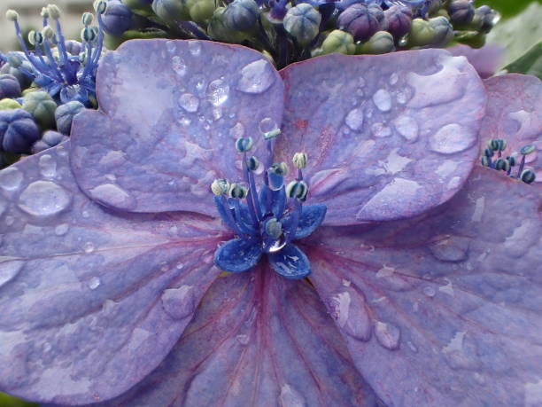 istock Closeup of Blaumeise hydrangea 973775562