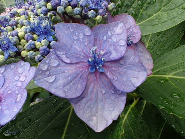 istock Closeup of Blaumeise hydrangea 973775568
