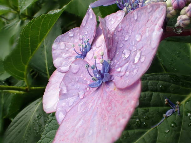 istock Closeup of Blaumeise hydrangea 973775586