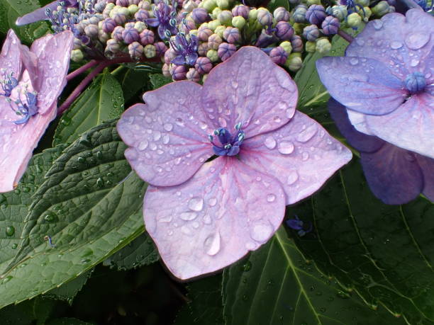 istock Closeup of Blaumeise hydrangea 973775600