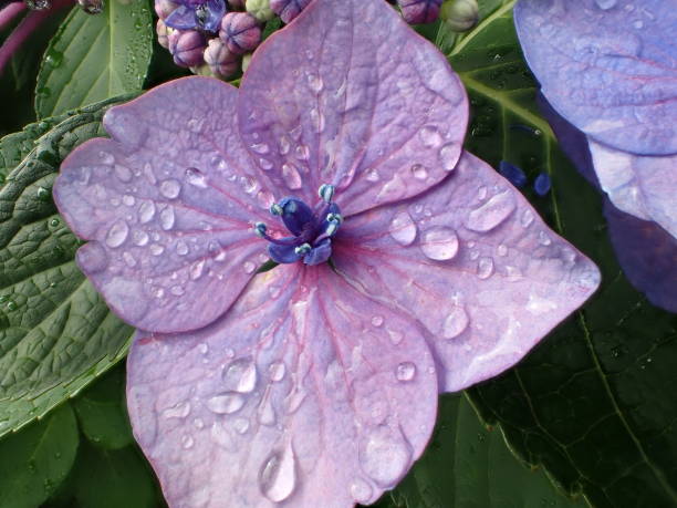 Closeup of Blaumeise hydrangea