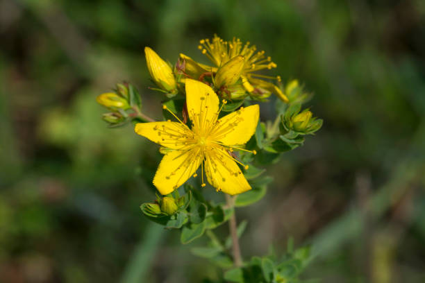 istock Perforate St John's-wort flower 973778696