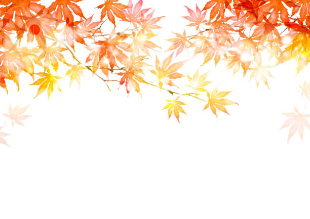 illustrazioni stock, clip art, cartoni animati e icone di tendenza di foglie autunnali - maple tree illustrations