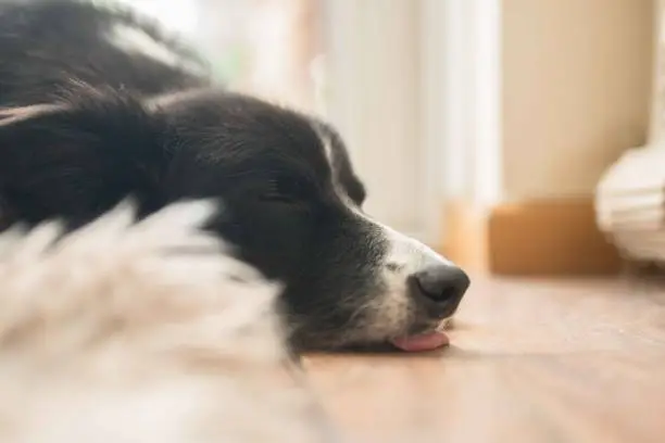 Dog sleeping with tongue out