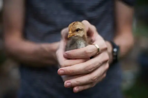 Male hands holding small young chicken