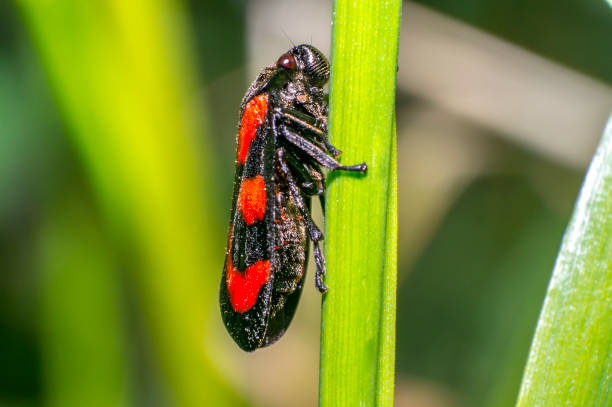 istock beetle in nature season meadow 973791204