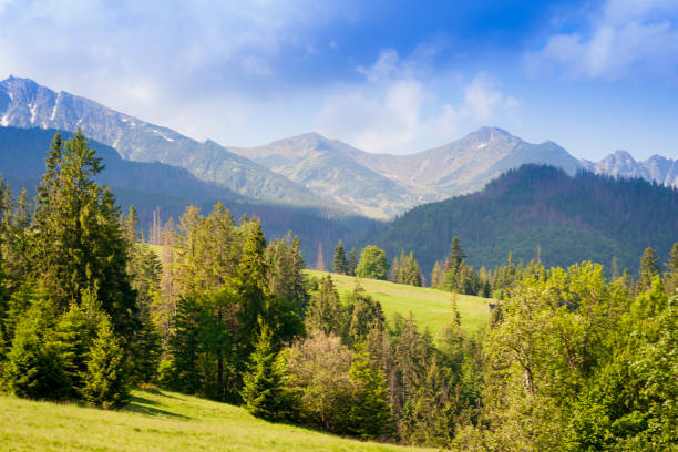 istock A green glade covered with trees and in the background a mountain range. 973793156