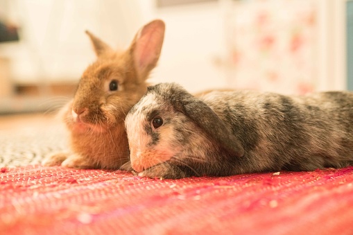 Rabbits lying next to each other