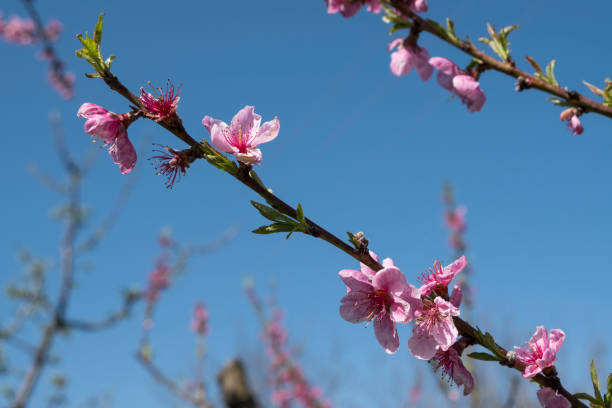 istock Flowers bloom in the spring in trees 973796100