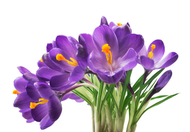 istock close up of beautiful crocus on white background - fresh spring flowers. 973796638