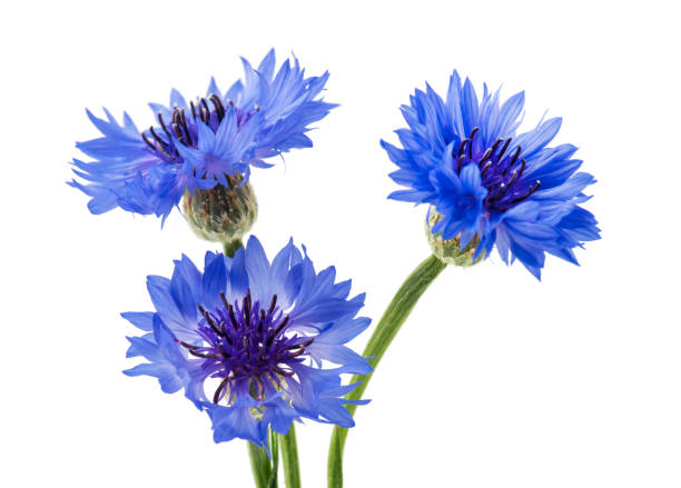 istock Bouquet of blue cornflowers isolated on white background. Selective focus 973796806