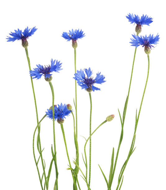 istock Bouquet of blue cornflowers isolated on white background. Selective focus 973797140