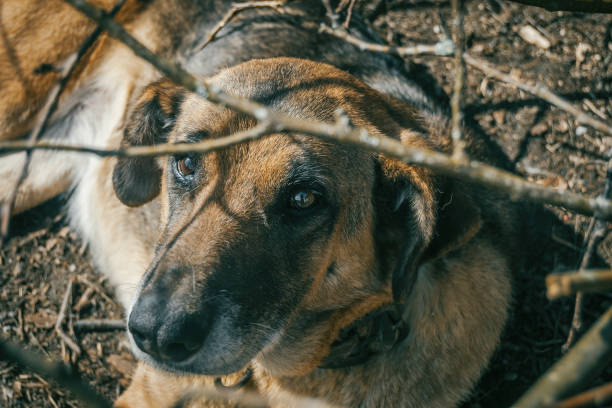 istock dog without breed looking at the camera 973799860