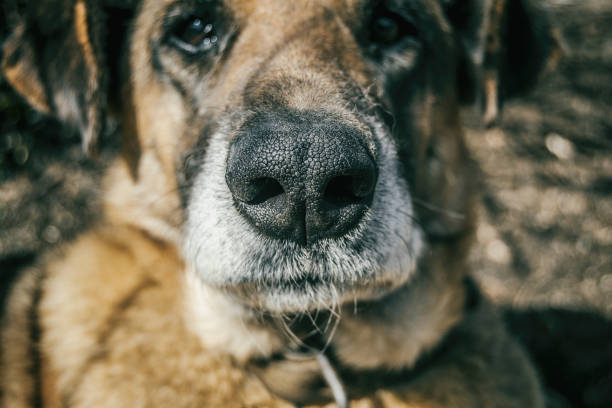 istock snout dog without breed close up 973800098