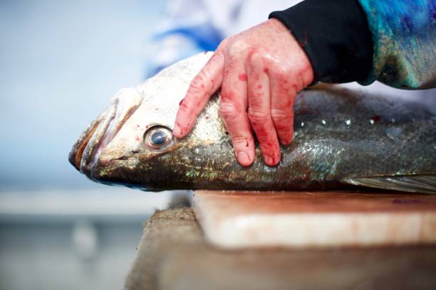 istock Gutting the catch of fish 973800300
