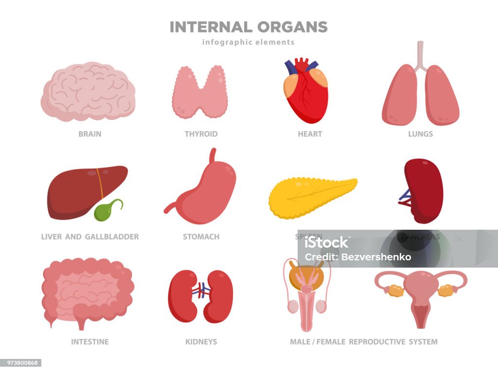 Niedliche menschlichen Organen Cartoon Charaktere Vektorgrafik im flat Design. Organe-Icon-Set isoliert auf weiss. Herz, Leber, Gehirn, Magen, Lunge, Nieren, Darm, Bauchspeicheldrüse, Blase, Schilddrüse, Milz - Lizenzfrei Inneres Organ eines Menschen Vektorgrafik
