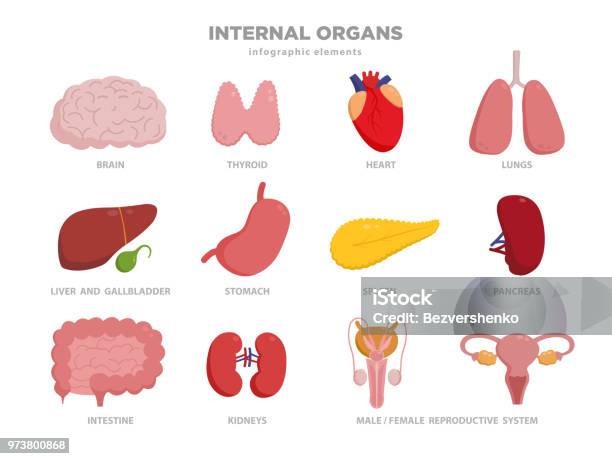 Cute Human Organs Vector Cartoon Characters Illustration In Flat Design Organs Icon Set Isolated On White Heart Liver Brain Stomach Lungs Kidneys Intestine Pancreas Bladder Thyroid Spleen Stock Illustration - Download Image Now