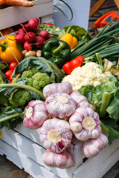 istock Fresh vegetables - garlic, cauliflower, greenery, onion on a picnic table on a summer day 973800926