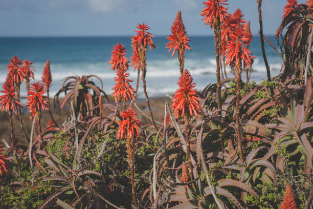 istock Aloe's near the beach 973801096