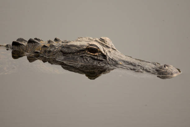 istock American Alligator, Alligator mississippiensis 973806306