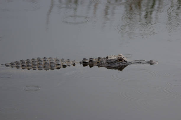 istock American Alligator, Alligator mississippiensis 973806312