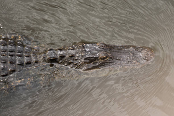 istock American Alligator, Alligator mississippiensis 973806380