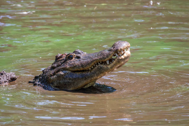 istock American Alligator, Alligator mississippiensis 973808954