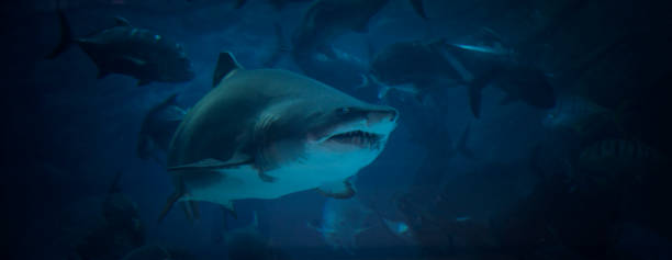 istock shark jaws ready to attack underwater close up portrait 973809076