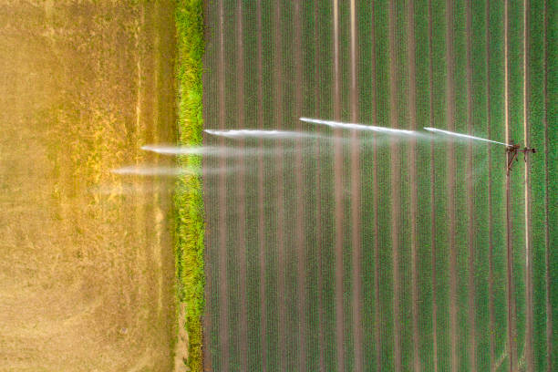 istock Agricultural sprinkler, wheat field 973809224