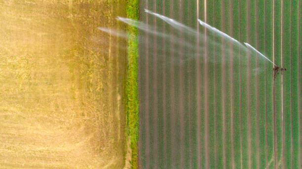 istock Agricultural sprinkler, wheat field 973809302