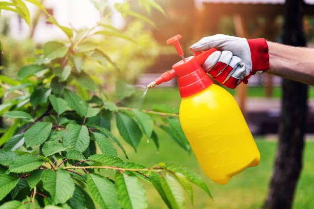 gardener spraying cherry tree against pests and diseases gardener spraying cherry tree against pests and diseases herbicide stock pictures, royalty-free photos & images