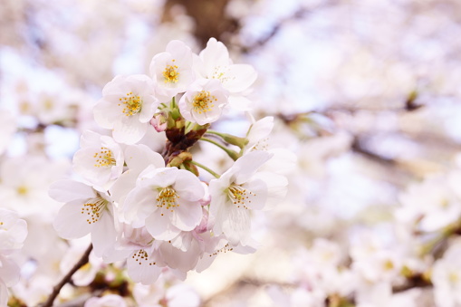 cherry blossoms