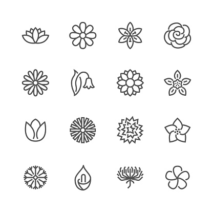 Flowers flat line icons. Beautiful garden plants - chamomile, sunflower, rose flower, lotus, carnation, dandelion, violet blossom. Thin signs for floral store. Pixel perfect 48x48. Editable Strokes