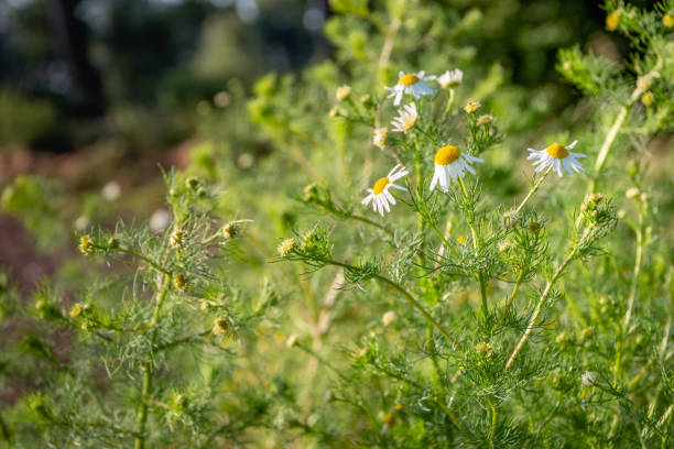 planta manzanilla alemana de cerca - german chamomile chamomile plant smelling flower fotografías e imágenes de stock