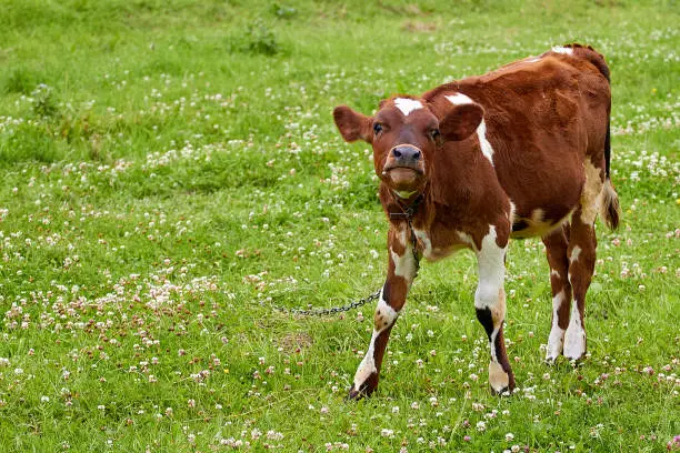 Photo of brown calf with white spots on a green meadow